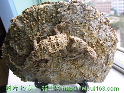 “贵州龙”化石首现“立体版”(组图)