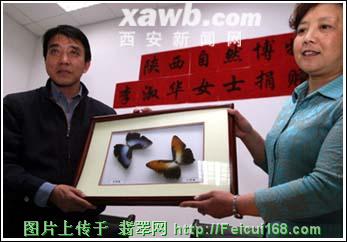 花心思收藏十年 女教师将近千件蝴蝶标本捐赠国家