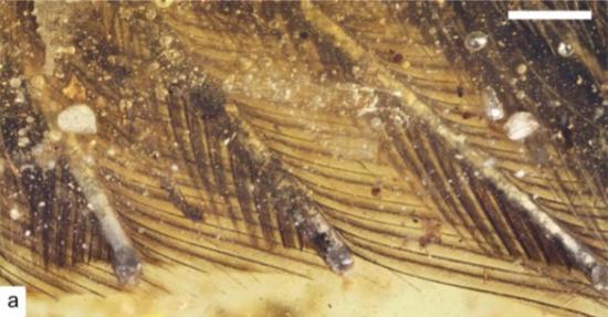 【每日趣闻】琥珀中封存了9900万年的鸟翼