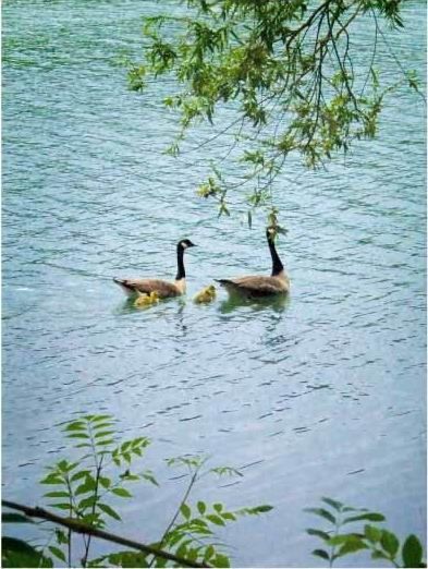 波上精灵 浮羽碧波