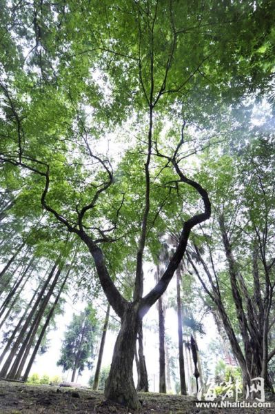 海南黄花梨生长缓慢，福州上世纪60年代曾引种 