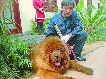 山西煤老板一千万元买顶级藏红獒(图)