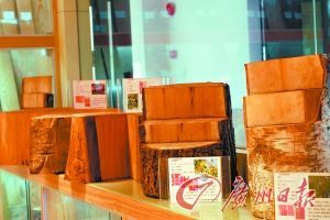 担心家具是赝品 到广东木材博物馆检测
