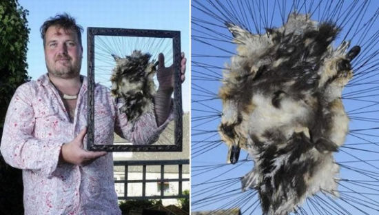 　被撞死动物变艺术品艺术家独特创作惹争议