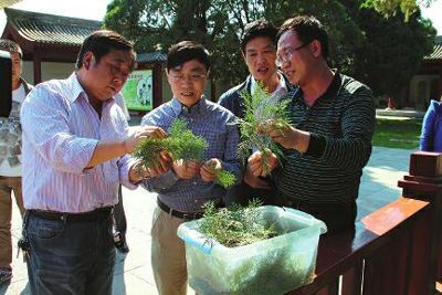 陕西克隆5000岁的黄帝手植柏