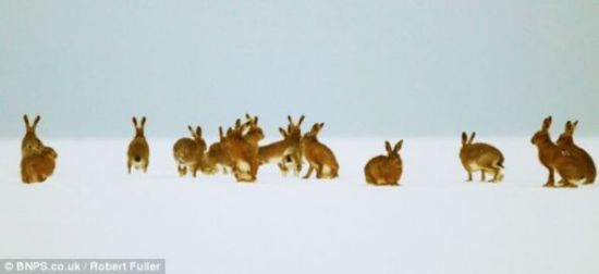 做好准备后，雌兔会跑开，雄兔则展开追逐。如果雌兔速度太快，让雄兔望尘莫及，雌兔不得不停下来，往回跑。