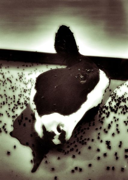 《一千年》(A Thousand Year)，1991年