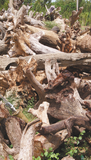 东方金丝楠、坡垒等原木 黎阳 摄