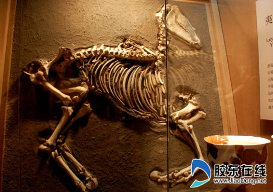 马骨骼化石