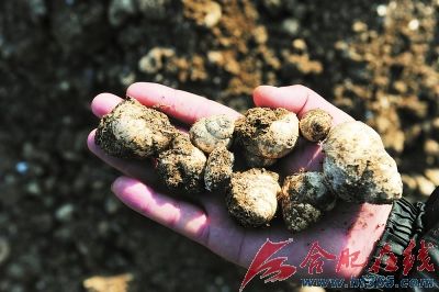 合肥三十岗出土陶片烧土片等 疑为商周文物