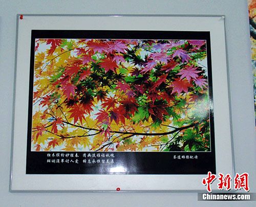 将瞬息定格为永恒 记汕头摄影家蔡道雄