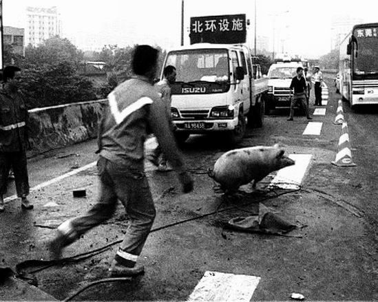 黄伟凯的《现实是过去的未来》：在影片中，可以看到猪在高速公路上跑，交警无可奈何。