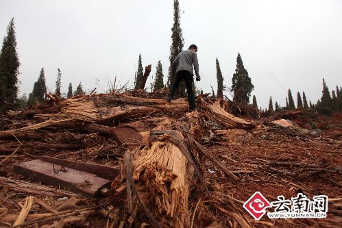 被砍伐的柏树