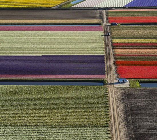 美摄影师航拍荷兰郁金香彩虹地毯