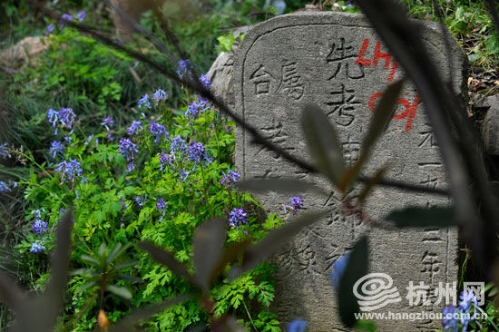 潘天寿的墓是其朋友从玉皇山村民手上买来，所以同一片山坡上还有5554座村民的墓。（记者 王宁 摄）