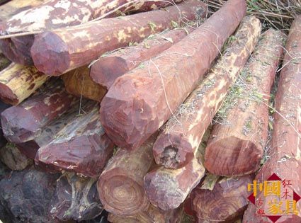 混在一起的檀香紫檀人工林和野生林。