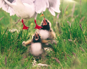 全球顶级野生生物摄影展展览作品