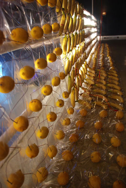 《香蕉的诗》克罗地亚