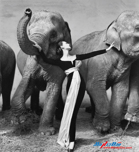 美国 理查德?阿维顿《朵薇玛与大象》。