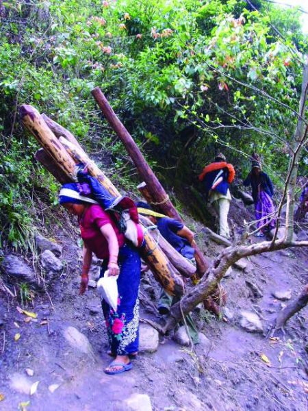 印度当地人艰难地从深山老林中扛出红木。