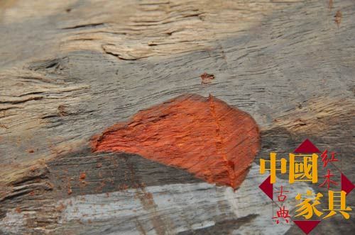 剖开人工林紫檀看看