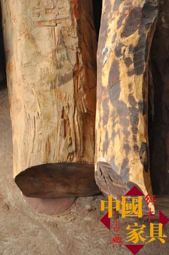 人工林与野生（下）林的对比