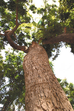30年树龄的花梨木 卞王玉珏 摄