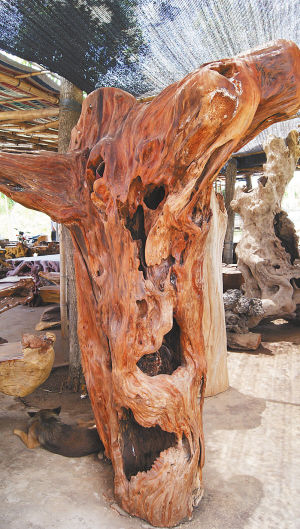 古老的金丝楠 黎阳 摄