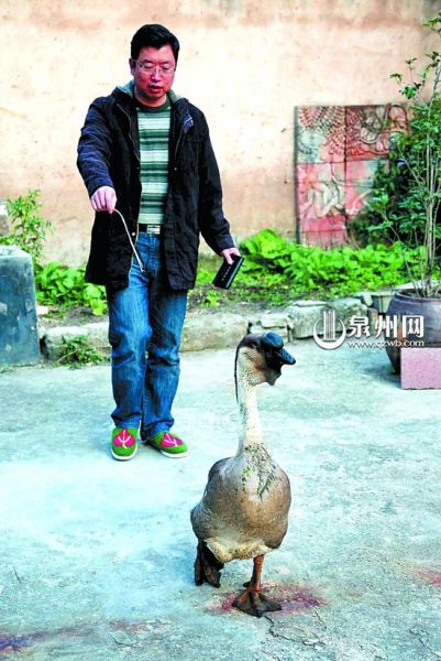 这只额头乌黑发亮的鹅是他养了5年的“宠物”。