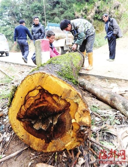 深山百年花梨木被盗砍