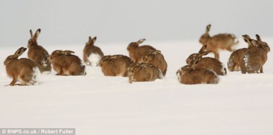 一次看到如此多的野兔出现在雪地上非常难得，富勒说镜头前一度出现51只野兔。