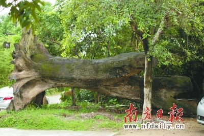 万年阴沉木10年涨价数十倍