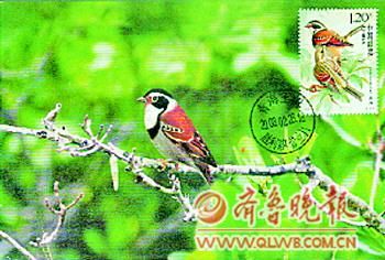 图片资料