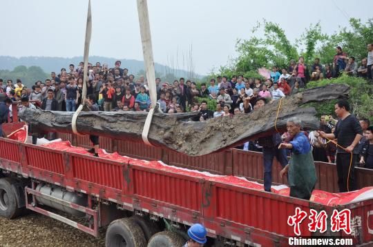 当地政府部门组织专业人员和机械在现场对乌木进行开挖、起吊。　魏东升　摄