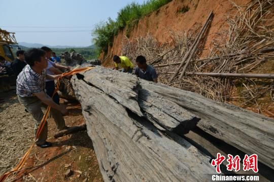 江西再次发现罕见乌木：树龄3000年以上