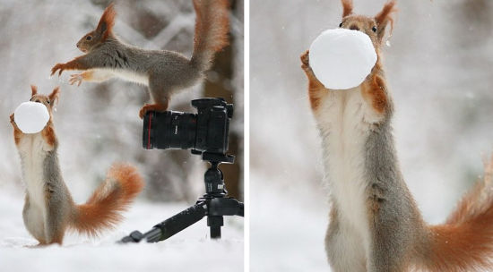 但是这位“摄影师”很快就对抓拍动作感到厌烦，决定加入到照片场景中。右图中，松鼠似乎对雪球中的坚果产生兴趣。（网页截图）