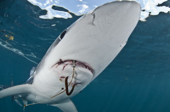 福尔马林鲨鱼图片
