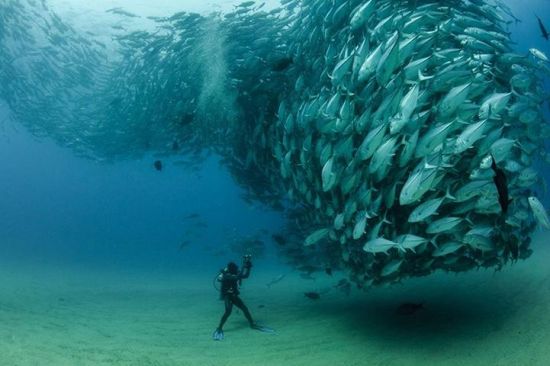 群鱼风暴(Swirling tornado of fish by Octavio Aburto)