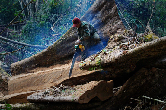 人类砍伐树木图片